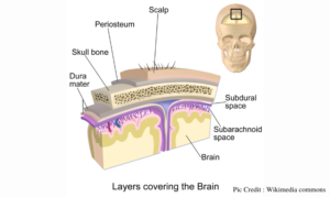 Layers Covering the Brain