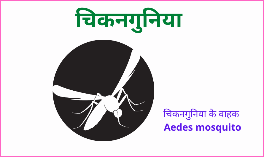 chikungunya in Hindi