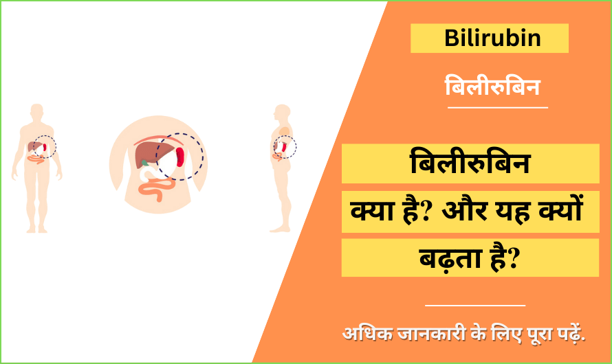  Bilirubin In Hindi Function And Its High Level