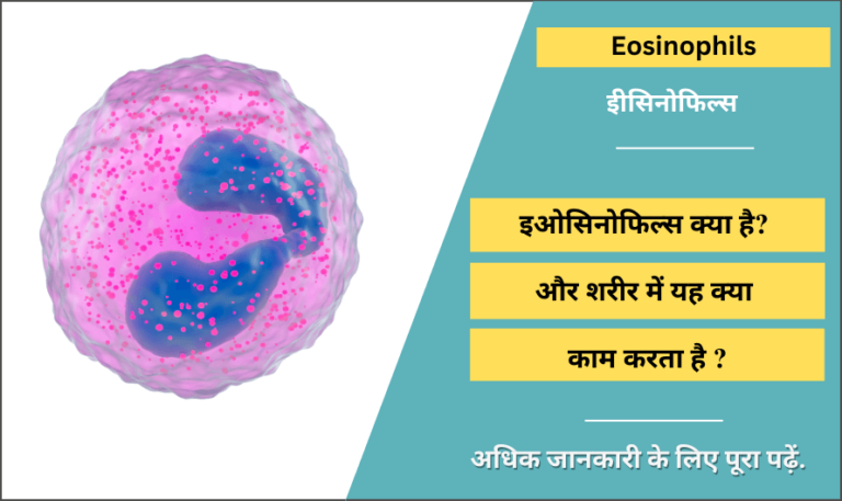 eosinophils-in-hindi-meaning-normal-range