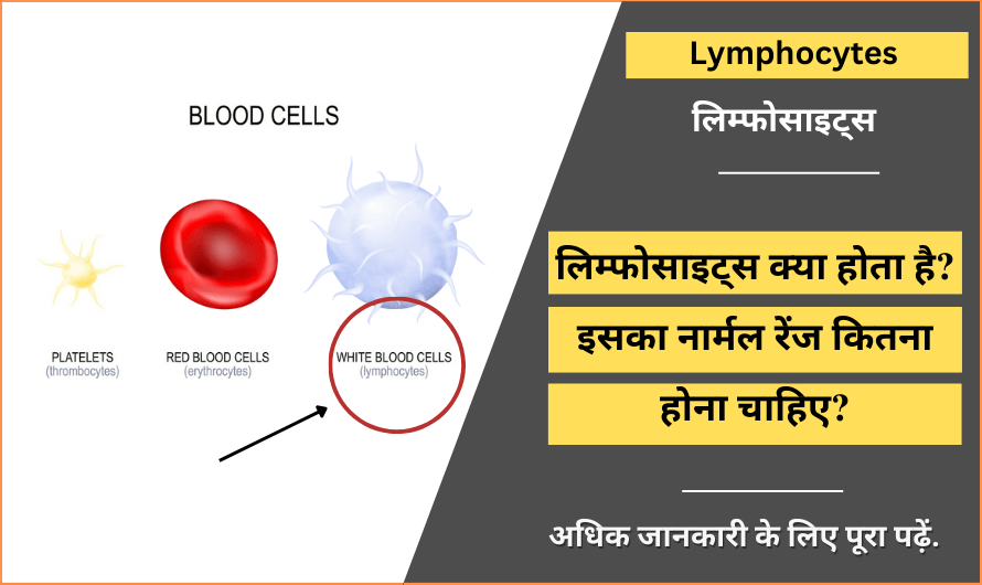 लिम्फोसाइट्स – Lymphocytes in Hindi