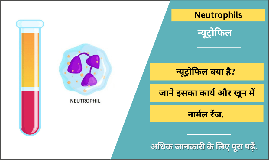 Neutrophils in Hindi