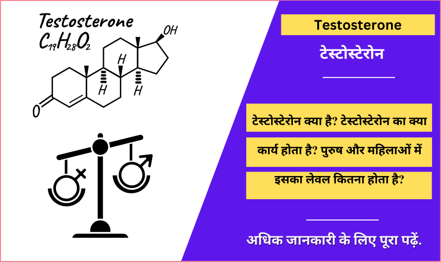 Testosterone in Hindi