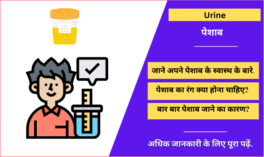 पेशाब – Urine Meaning in Hindi