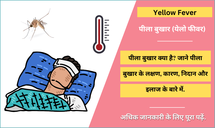 येलो फीवर (पीला बुखार) Yellow Fever in Hindi, Symptoms, Treatment